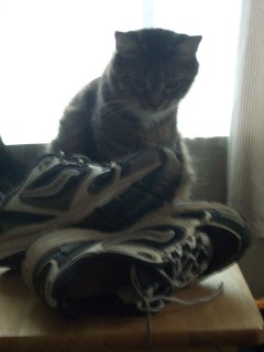 catshoes.jpg